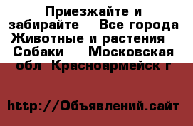 Приезжайте и забирайте. - Все города Животные и растения » Собаки   . Московская обл.,Красноармейск г.